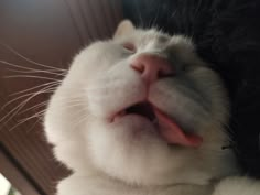 a close up of a cat with its mouth open