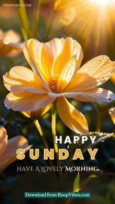 a yellow flower with the words happy sunday have a lovely morning on it's side