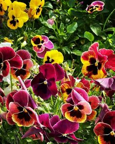 many different colored pansies in a garden