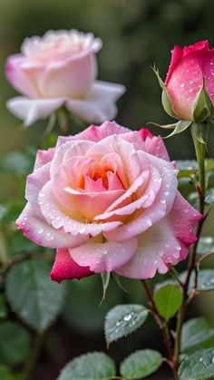 two pink roses with water droplets on them are in the foreground and green leaves