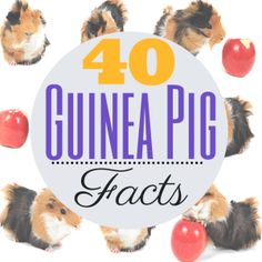 the words 40 guinea pig crafts are surrounded by small animals