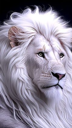 a white lion with long hair and blue eyes is shown in this artistic photo, it appears to be looking at the camera