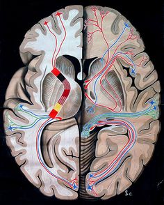 two sections of the human brain with different colored wires running through each part of the brain