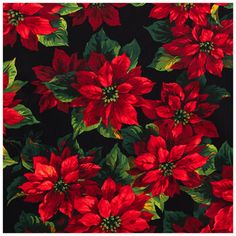 red poinsettia flowers on black background with green leaves and large size ruler