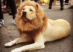 a dog with a lion mane laying on the ground