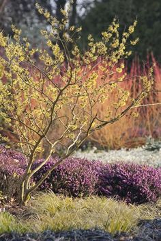 a small tree in the middle of a garden filled with purple and yellow flowers,