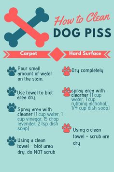 how to clean your dog's paw with this info sheet