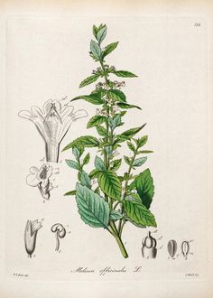 an antique botanical illustration of leaves and flowers