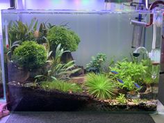 a fish tank filled with plants and water