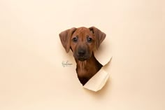 a brown dog sticking its head out of a hole in a wall with torn paper