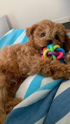 a brown dog laying on top of a bed holding a toy