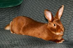 a brown rabbit sitting on top of a gray couch