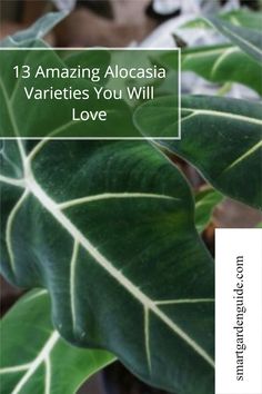 some green leaves with the words 13 amazing alocasia varieties you will love