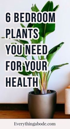 a potted plant with the words 6 bedroom plants you need for your health