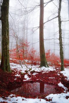 red leaves on the ground and trees in the background with water surrounded by snow covered ground