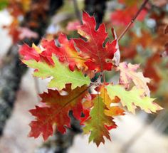 some red and yellow leaves hanging from a tree