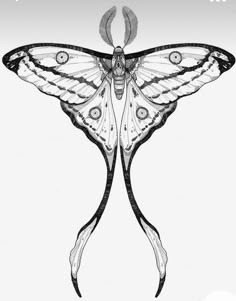 a black and white drawing of a butterfly