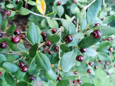 berries are growing on the branches of trees