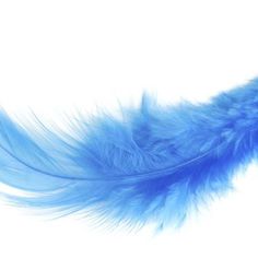 a blue feather on a white background