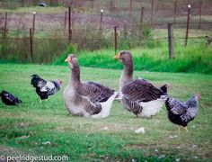 a group of ducks standing on top of a lush green field next to a fence