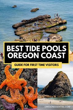 the best tide pools in oregon coast guide for first time visitors