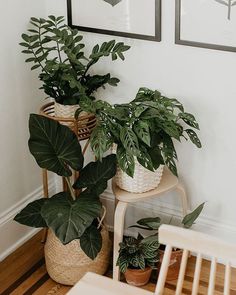 some plants are sitting in baskets next to a chair and pictures on the wall behind them