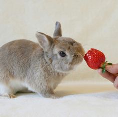 a small rabbit is eating a strawberry from someone's hand