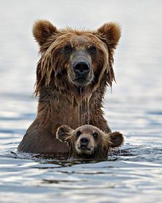 an instagram with a bear and its cub swimming in the water that says i am momma bear