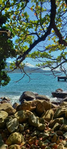 a bench sitting on top of a rocky beach next to the ocean under a tree