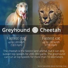 two cheetah and a fastest dog in the world are featured on this poster