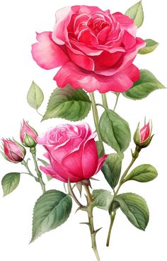 two pink roses with green leaves on a white background