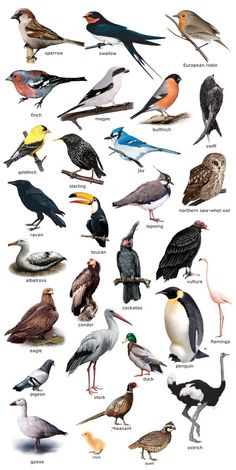 the birds are all different colors and sizes on this page, but there is no image to