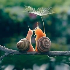 two snails sitting on top of a tree branch with a quote above it that says,