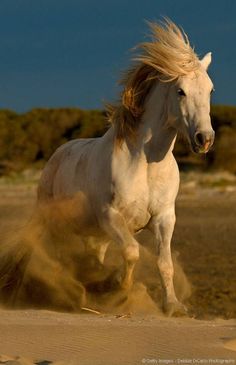 two white horses running in the sand