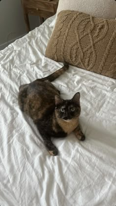 a cat laying on top of a white bed next to a pillow in a bedroom