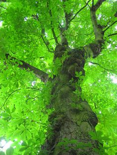 the top of a tree with green leaves on it's trunk and branches in the foreground