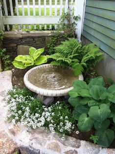 a garden with plants and a bird bath