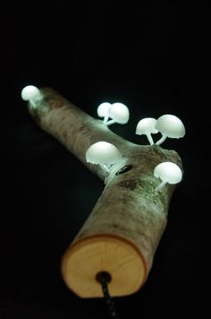 a group of mushrooms that are sitting on a piece of wood with some lights around them