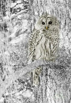 an owl sitting on top of a tree branch in the snow covered forest with falling snow