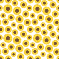 yellow sunflowers with brown centers on a white background seamless pattern stock photo