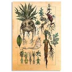 an illustration of various plants and animals with roots