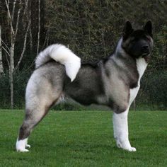 a large dog standing on top of a lush green field