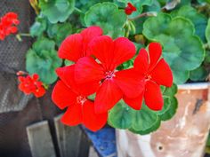 the red flowers are blooming in the potted plant