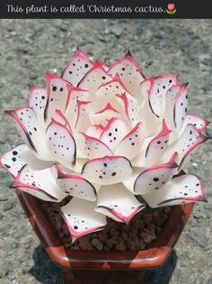 this plant is called christmas cactus it has white and red petals with black dots on the petals