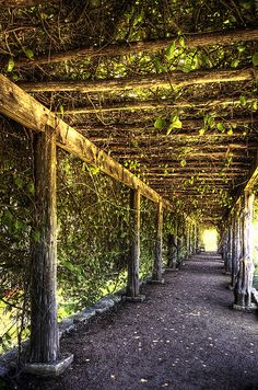 the walkway is lined with vines and benches