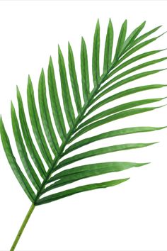 a palm leaf is shown against a white background