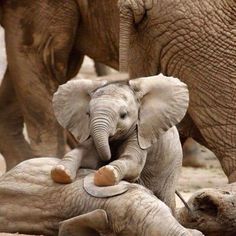 two baby elephants are playing with each other