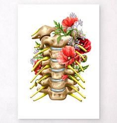 Cervical spinal nerves anatomy poster Nerves Anatomy, Anatomy Of The Neck, Codex Anatomicus, Nerve Anatomy, Vintage Backgrounds, Dental Anatomy, Vintage Chalkboard, Heart Anatomy, Brain Anatomy