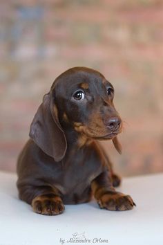 a small brown and black dog sitting on top of a white table next to a brick wall