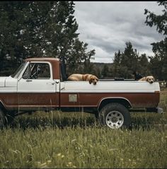 two dogs are sitting in the bed of a truck